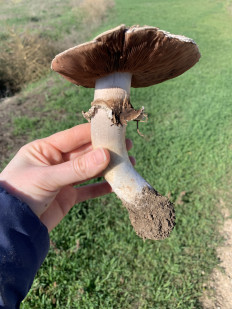 Гриб из Крым