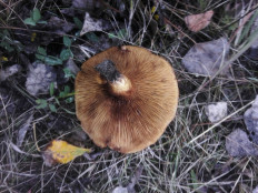 Гриб из Гомель