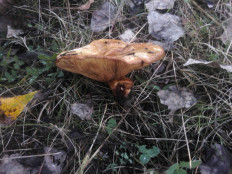 Гриб из Гомель