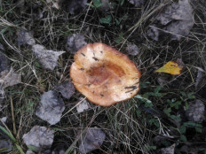 Гриб из Гомель