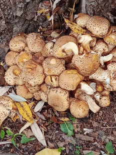 Гриб из Белгород