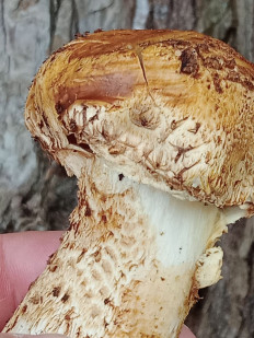 Гриб из Белгород