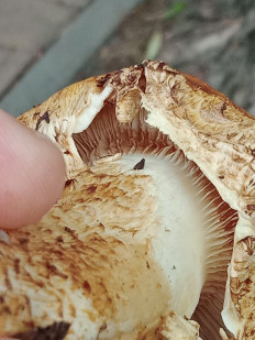 Гриб из Белгород