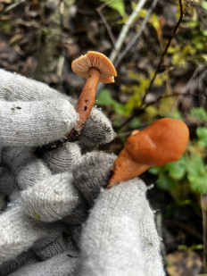 Гриб из Кингисепп