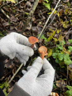 Гриб из Кингисепп