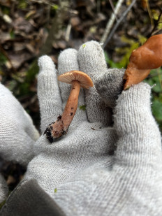 Гриб из Кингисепп