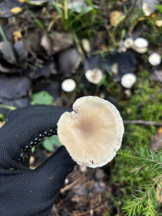 Гриб из Кингисепп