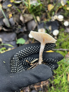 Гриб из Кингисепп