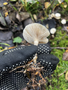 Гриб из Кингисепп