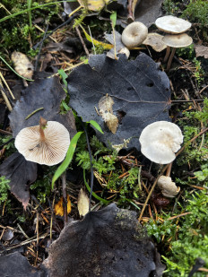 Гриб из Кингисепп