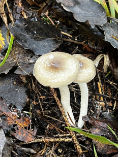 Гриб из Кингисепп