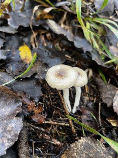 Гриб из Кингисепп