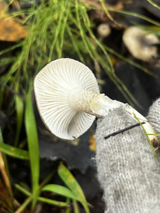 Гриб из Кингисепп