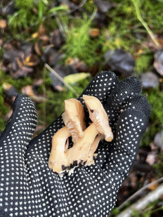 Гриб из Кингисепп