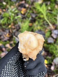 Гриб из Кингисепп