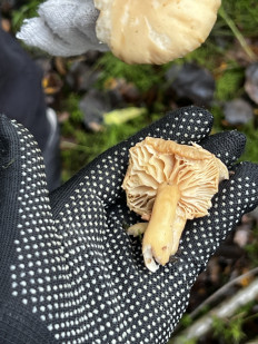 Гриб из Кингисепп