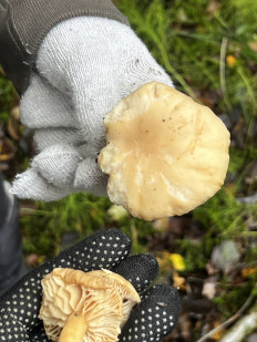 Гриб из Кингисепп