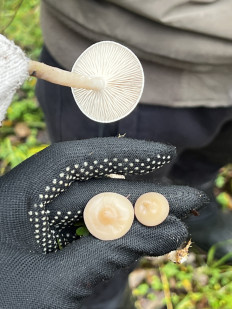 Гриб из Кингисепп