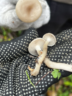 Гриб из Кингисепп