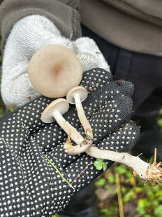 Гриб из Кингисепп