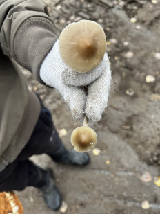 Гриб из Кингисепп