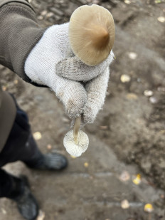 Гриб из Кингисепп