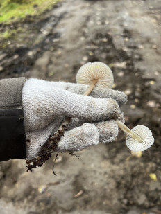 Гриб из Кингисепп