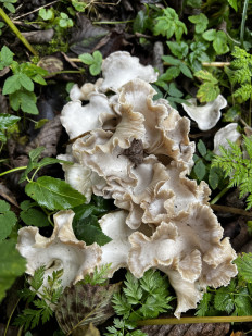 Гриб из Кингисепп