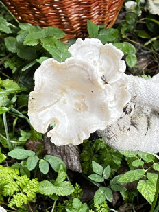 Гриб из Кингисепп