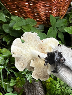 Гриб из Кингисепп