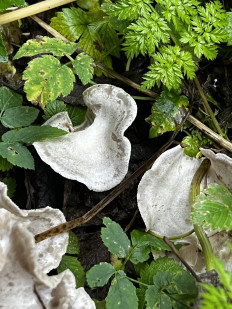 Гриб из Кингисепп