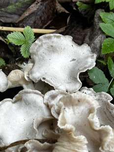 Гриб из Кингисепп