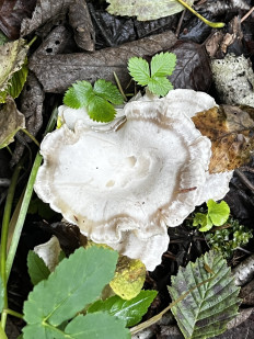 Гриб из Кингисепп