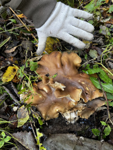 Гриб из Кингисепп