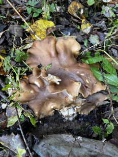 Гриб из Кингисепп