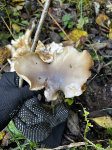 Гриб из Кингисепп