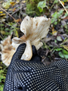 Гриб из Кингисепп