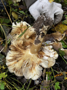 Гриб из Кингисепп