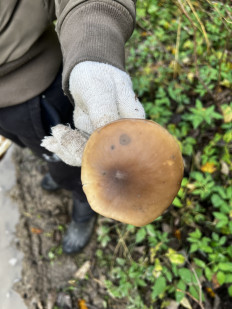 Гриб из Кингисепп