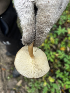 Гриб из Кингисепп