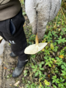 Гриб из Кингисепп