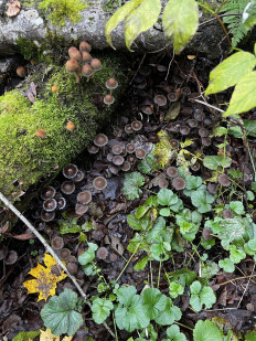 Гриб из Кингисепп