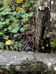 Гриб из Кингисепп