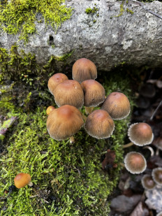 Гриб из Кингисепп