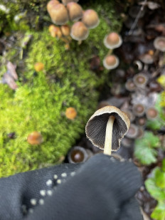 Гриб из Кингисепп