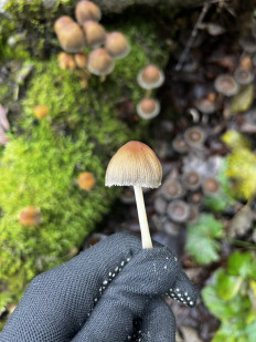 Гриб из Кингисепп