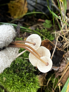 Гриб из Кингисепп