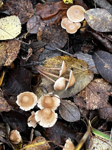 Гриб из Кингисепп