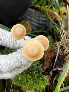 Гриб из Кингисепп