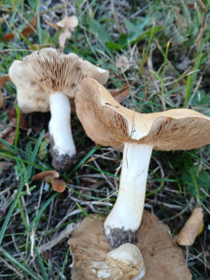 Гриб из Königslutter am Elm